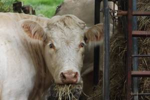 В Астраханской области нашли бескрайние поля «васильков», которые способны отравить коров