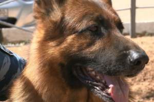 В Астраханской области служебные собаки раскрывают преступления