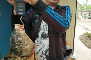 Огромного сазана поймали в Астраханской области