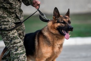 Служебная собака помогла астраханским пограничникам задержать нелегала