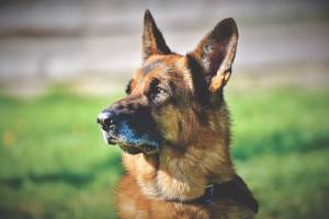 В Астраханской области собака помогла поймать нарушителя границы