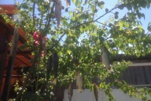 В Астрахани дерево усыпало рыбой: кадр, способный удивить непосвященных