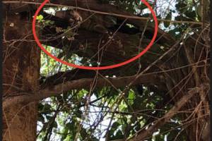 Брошенные кошка с котенком пытались спастись от расправы на дереве, но попали в новую ловушку
