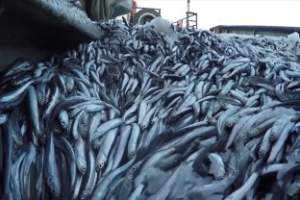 В Астрахани обсудили нормы вылова рыбы