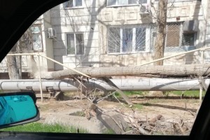 В Астрахани упавшее дерево повредило газовую трубу