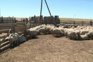 В хозяйствах Астраханской области проводится стрижка овец