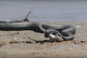Поедание рыбы большой змеёй попало в объектив камеры жителя Астраханской области