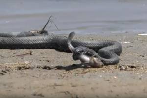Огромную змею, пожирающую рыбу, сняли на видео в Астраханской области