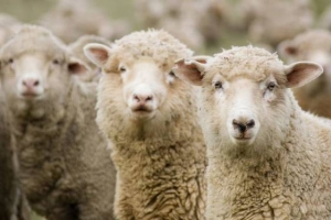 Россияне будут носить вещи из шерсти астраханских овец