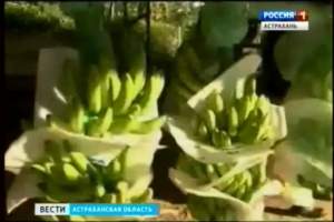 В Астраханской области приступят к выращиванию экзотических фруктов