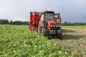В Астраханской области начали собирать ранний картофель