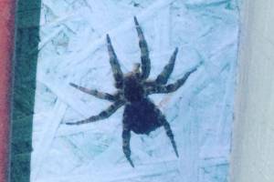 В Астрахани запечатлели огромного паука, от которого кровь стынет в жилах