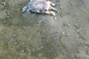 Мертвых рыб и черепаху выбросило на берег астраханской реки. Очевидцы засняли видео