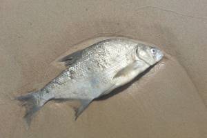 Адская астраханская жара может убить еще больше рыбы