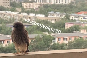 Хищная птица прилетела на балкон астраханца