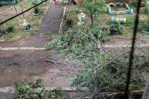 В Астрахани из-за ночной грозы рухнуло дерево