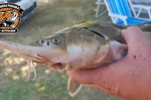 В Астраханской области рыбак случайно заполучил поразительный улов