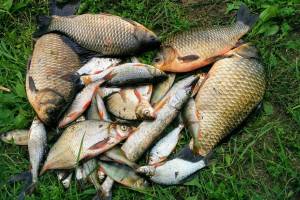В Астраханской области рыба отреагировала на жару