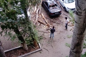 В Астрахани снова попадали деревья