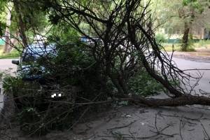 В Астрахани дерево рухнуло на авто