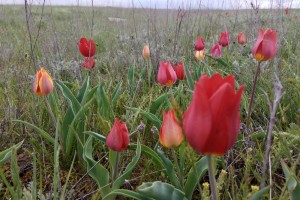 Фотография с редкими цветами в соцсети дорого обошлась жительнице Астраханской области