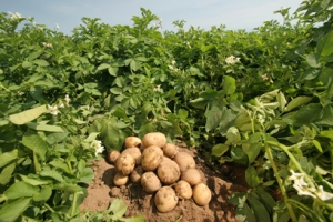 В Астраханской области в конце мая начнут копать сверхранний картофель