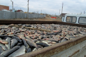 В Астраханской области изъято 5 тонн рыбы частиковых видов, перевозимой без сопроводительных документов