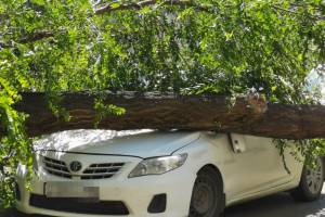 В центре Астрахани огромное дерево рухнуло на машины