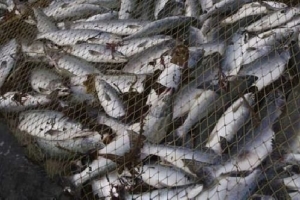 Под Астраханью изъято 5 тонн браконьерской рыбы
