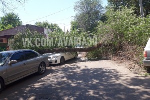 В Астрахани вновь рухнуло дерево на автомобиль