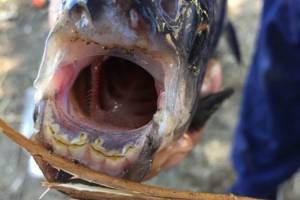 Дрожь берет. В Астрахани поймали рыбу с человеческими зубами