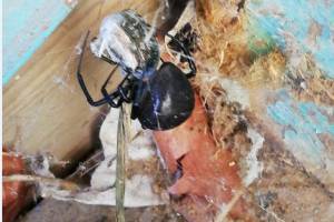 В Астрахани запечатлели пугающего неопознанного паука