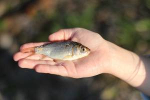 В Астраханской области рыба погибла в обмелевших и аномально прогретых водоемах