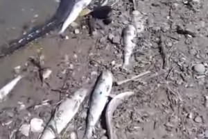 Специалисты рассказали о гибели рыбы в Волге