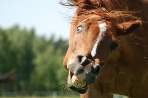 В прокуратуре рассказали, почему лошадь напала на людей в селе Пироговка Астраханской области