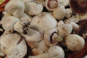 Астраханцев предупредили об отравлении грибами