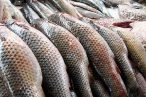 В Астраханской области изъято 9 тонн рыбы частиковых видов, перевозимой без сопроводительных документов