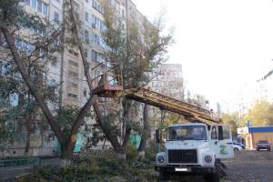 На каких улицах в Астрахани опилят деревья. Ищите свой адрес в графике