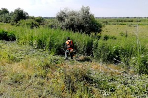 Астраханскую область очистили от опасного наркотика