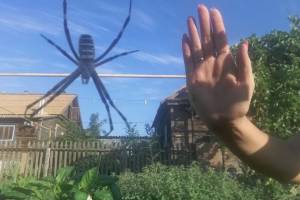 Огромный паук шокировал астраханку