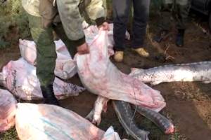 Под Астраханью участников ОПГ осудили за краснокнижную рыбу