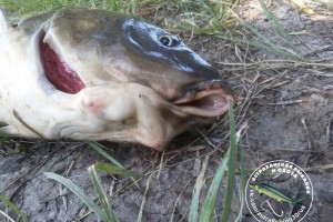 Астраханский рыбак поймал мутанта