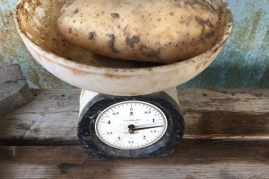 Астраханец вырастил картофель &#8212; гигант