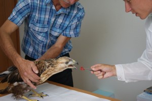 В Астрахани сотрудники заповедника выходили умирающую краснокнижную птицу