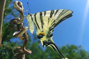 Как необыкновенно красивые и редкие астраханские бабочки связаны с героями мифов