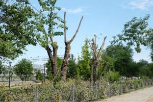 «Комсомолец Каспия» выяснил, сколько взрослых деревьев было высажено в городе