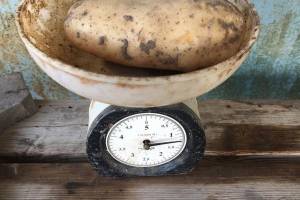 Гигантскую картошку вырастил астраханец