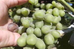 Можно ли спасти виноград, пострадавший от дождей
