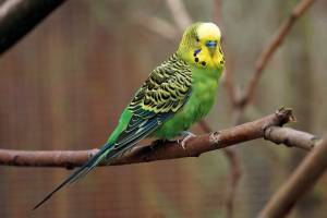 В Астрахани таинственно исчез зеленый попугай