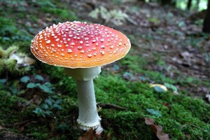 В Роскачестве дали рекомендации по выбору грибов